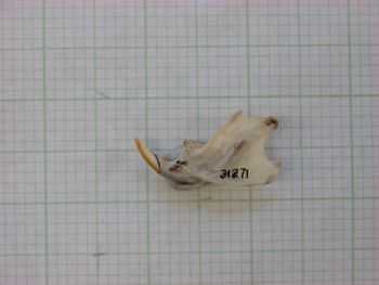 Media type: image;   Mammalogy 31271